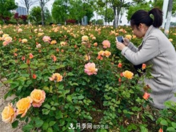 浙江東陽(yáng)8萬(wàn)株月季花開(kāi)城市公園添新景(圖集)
