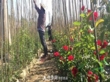 南陽(yáng)市石橋鎮：農民發(fā)家致富 月季功不可沒(méi)