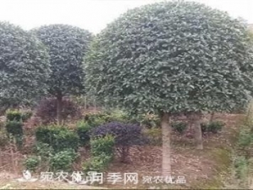南陽(yáng)精品桂花球，3-5公分桂花苗桂花樹(shù)