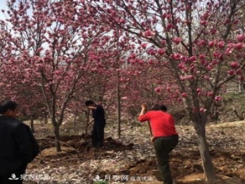 南召縣皇后鄉念好玉蘭花卉苗木財富經(jīng)