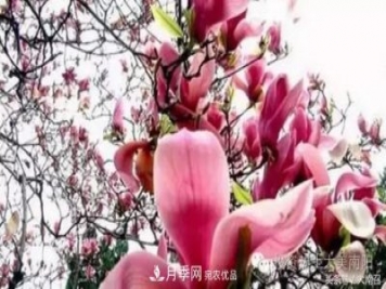 原創(chuàng  )讀書(shū)：南召辛夷