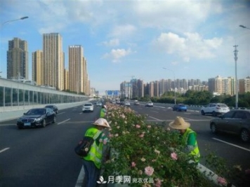 武漢園林工人高溫下修枝除草，守護城市月季景觀(guān)