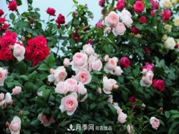 耐熱月季，廣東適合種什么月季？