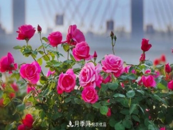 中國南陽(yáng)特產(chǎn)：石橋月季