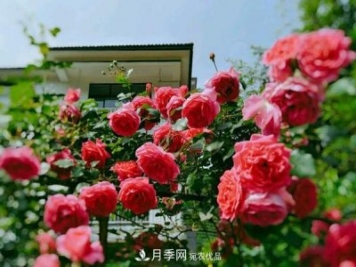 月季拱門(mén)很漂亮，用大游行藤本月季月品種制作很適合