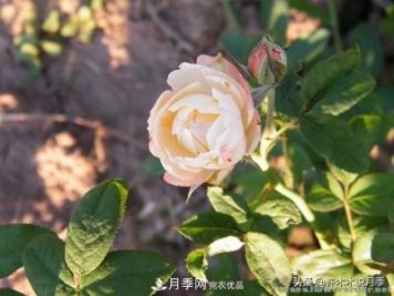25款純正中國月季，不比外國差，今有國月更比歐月俏