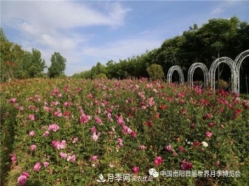 南陽(yáng)西峽縣持續推進(jìn)月季名城建設