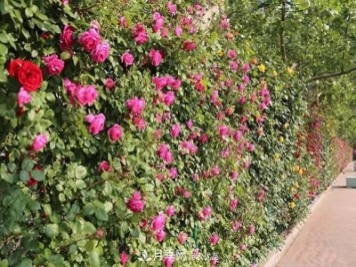河北衡水二中月季花開(kāi)，大美校園綠化
