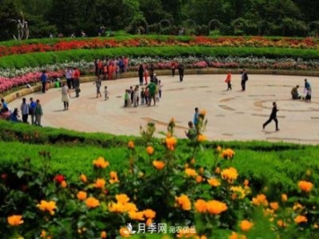 北京植物園樹(shù)狀月季花盛開(kāi)，觀(guān)賞效果超級贊！