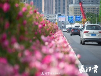 百萬(wàn)月季集中綻放 “5朵金花”將齊放國慶 扮靚江城武漢