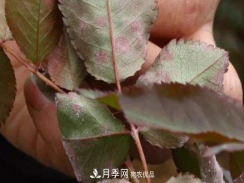 月季葉子上有一層白霜怎么辦？是白粉病嗎