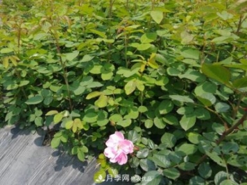 經(jīng)過(guò)遠距離運輸的月季裸根苗，如何定植上盆？