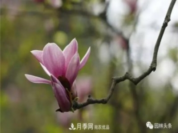 河南南陽(yáng)南召：玉蘭月季等優(yōu)勢鄉土花木行情喜人