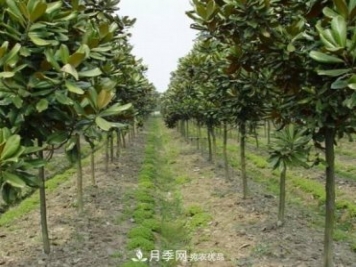 南陽(yáng)南召廣玉蘭苗木栽培注意事項