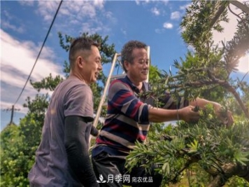 一樹(shù)一景，湖南長(cháng)沙花木造型師的“雙搶”季