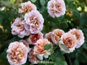 10種復古色月季，氣質(zhì)炸裂！花友值得入手！