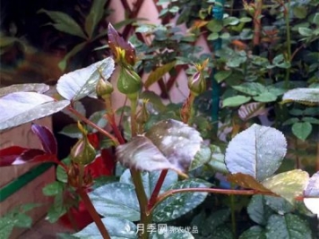 月季的常備藥品有哪些？收好了！