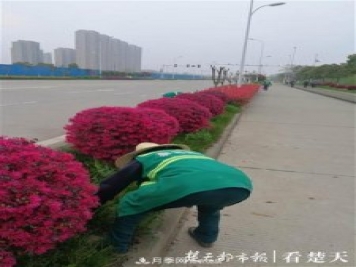 2019年武漢綠化成績(jì)單：建成303公里綠道，新栽月季100萬(wàn)株……