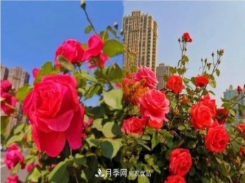 山東濟南歷城區唐冶西路的樹(shù)狀月季花?！懊廊缙G”