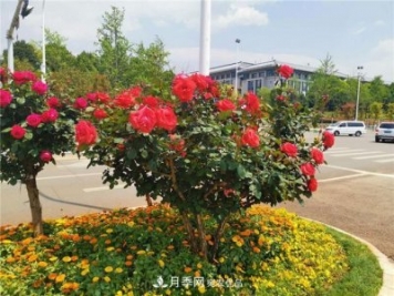 昆明呈貢街頭1487株樹(shù)狀月季，月季花開(kāi)扮靚春城