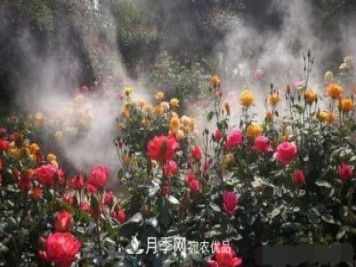 40萬(wàn)株月季繁花似錦，鄭州月季公園美如畫(huà)