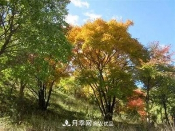 精品叢生苗木，未來(lái)發(fā)展潛力大