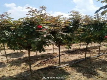 供應各種規格的樹(shù)狀月季，樹(shù)樁月季，小青桿月季