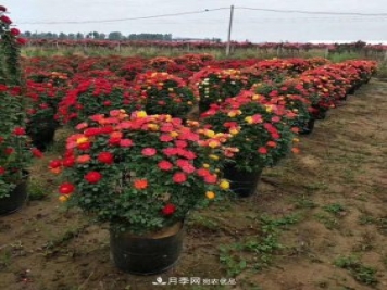 基地直供造型月季花瓶、月季花球、月季花柱批發(fā)價(jià)格