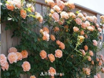 廣東種月季，首選這15種，一年花開(kāi)10個(gè)月！