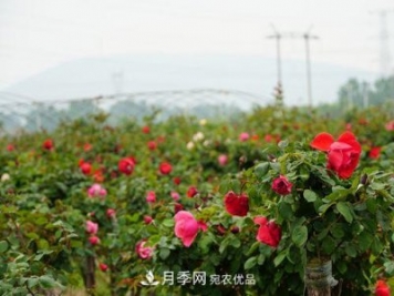 內鄉縣月季發(fā)展迅猛，特色產(chǎn)業(yè)助力脫貧增收