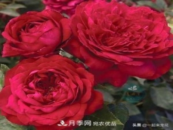 10款紅色系月季推薦，款款驚艷