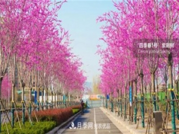 苗木產(chǎn)品的價(jià)格、價(jià)值和供需，三角關(guān)系之動(dòng)態(tài)平衡