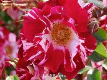 一年開(kāi)360天！這個(gè)獲得AARS大獎的藤本月季簡(jiǎn)直逆天！