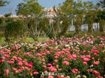 臥龍區牽線(xiàn)搭橋 南陽(yáng)月季走進(jìn)廣東肇慶