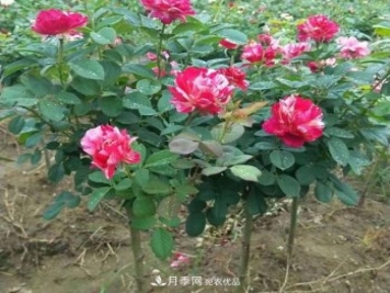 南陽(yáng)市臥龍區:月季開(kāi)出增收致富花