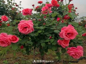 公園樹(shù)狀月季，景區樹(shù)狀月季，樹(shù)狀月季苗批發(fā)基地