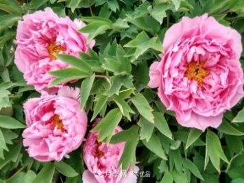 洛陽(yáng)牡丹花種植中的一點(diǎn)小建議，有幫助必看