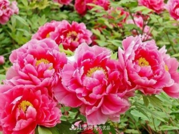 洛陽(yáng)牡丹節文化源頭，來(lái)自宋代洛陽(yáng)的牡丹情結