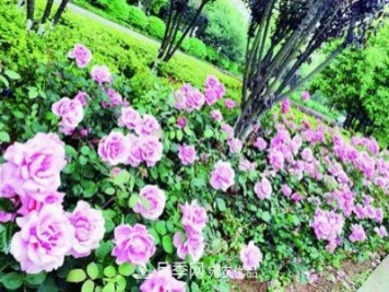 衡陽(yáng)萬(wàn)株月季盛放，美了衡州大道