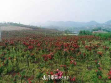 湖北荊門(mén)錢(qián)場(chǎng)鎮月季產(chǎn)業(yè)蛻變“美麗經(jīng)濟”
