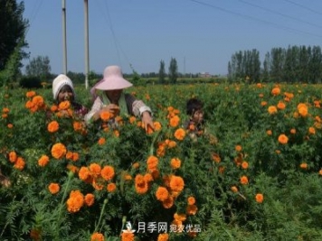 平頂山汝州溫泉鎮：千畝萬(wàn)壽菊開(kāi)出致富花
