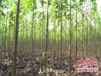 商丘柘城：楸樹(shù)變身“搖錢(qián)樹(shù)” 鋪就鄉親致富路