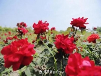 上海松江10萬(wàn)平方米月季小鎮9月底完工，十一等你來(lái)打卡