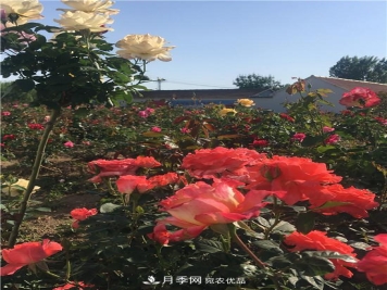 大美鄉村游，走進(jìn)山東濰坊柳林月季園