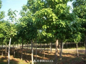 看木王楸樹(shù)的歷史，南陽(yáng)楸樹(shù)苗木基地供應
