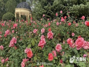 山東濟南網(wǎng)紅打卡地！帶您看姹紫嫣紅的月季花海