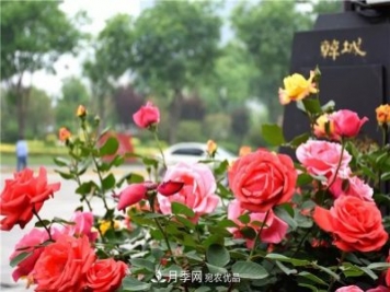 月季之都，陜西韓城市打造月季花海文化名城(相冊)