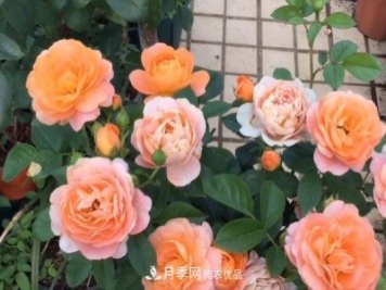 果汁陽(yáng)臺月季好養嗎，一年開(kāi)幾次花？