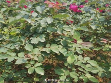 月季苗，月季花，品種齊全暢銷(xiāo)全國市花城市