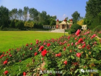 金秋花兒姹紫紅，山東濟南植物園萬(wàn)株月季與您“約會(huì )”佳節